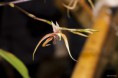 /album/l%27orchidee%3a-fleurs-des-songes-aux-contours-r%c3%aaveurs/expo-intrenationale-de-lorchidee-mars-2013-144-jpg/